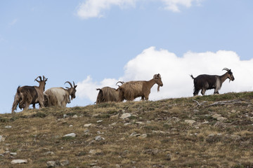 wild goats in the summer mountains of Corsica