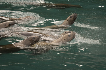 Group of Curious Steller Sea Lions