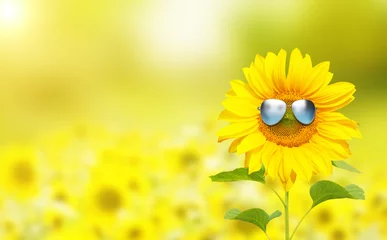 Vlies Fototapete Sonnenblume Sonnenblume mit Sonnenbrille