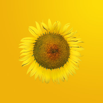 Sonnenblume auf gelbem Hintergrund