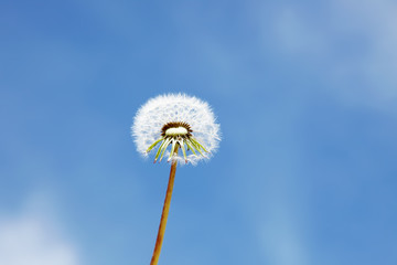 Sch&ouml;ne Pusteblume
