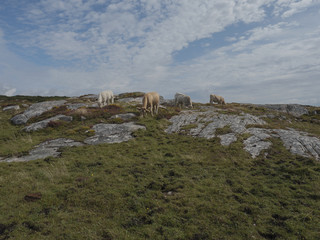 Caws grazing on a hills in West of Ireland