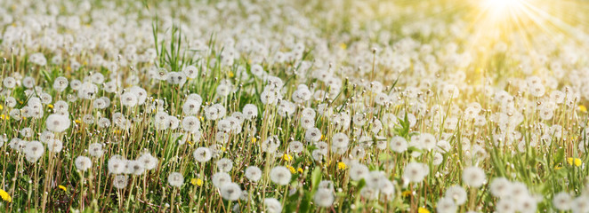 Schöne Pusteblumen