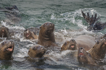 Curious Steller Sea Lions