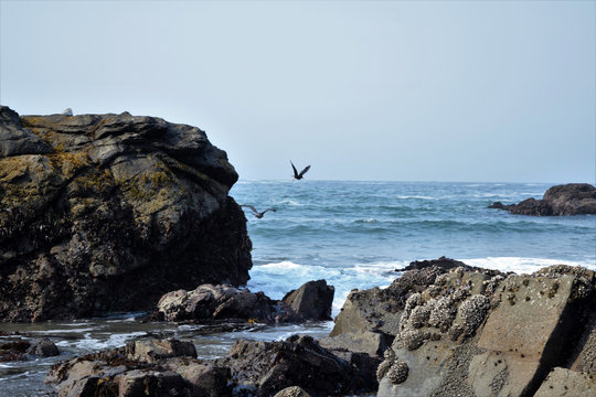 Ocean  Rocks With Birds