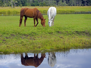 Two Horses, chestnut and white  grassing together by creek, reflection in water.