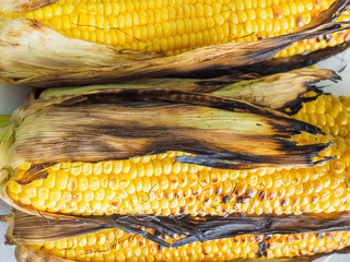 Fototapeta na wymiar Corn on the cob, grilled on barbecue with charred kernels to a rustic look