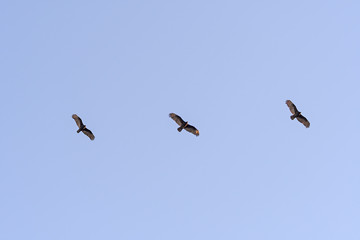Turkey Vultures Soaring at Sunset