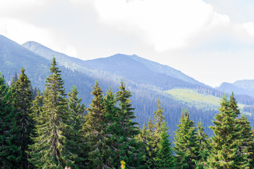 Travel, trekking. Summer landscape - mountains, green grass, trees and blue sky. Horizontal frame