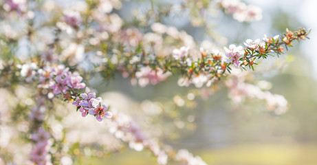 Spring background of Australian pink leptospermum flowers