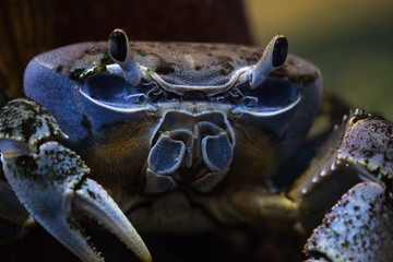blue crab in the sea
