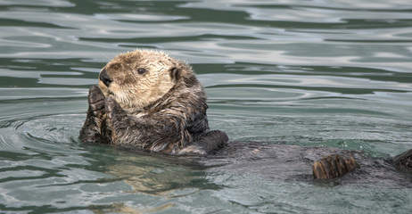 Fototapeta premium Sea Otter Applause