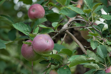 Apple on Tree
