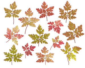 pretty autumn fall leaf backround