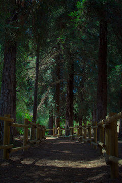 Trail path into woods