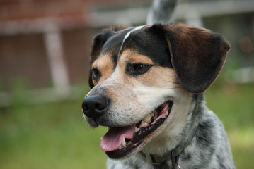 Beagle Blue tic hound