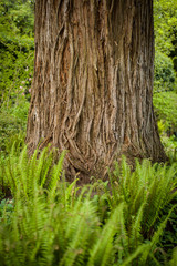 tree trunk