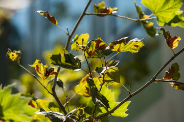 Leaves in sun highlight