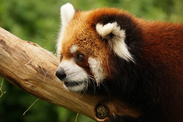 レッサーパンダ