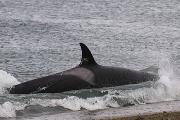Orca Patagonia , Argentina