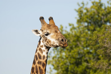 Obraz premium Giraffe South Africa