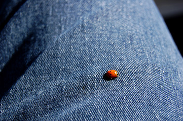 Ladybug on Denim