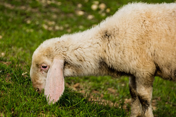 Sheep eating grass