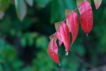 Changing red leaves