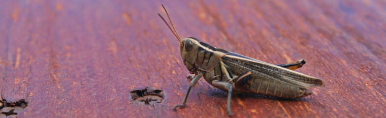Grasshopper