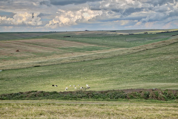Fototapeta premium Cows grazing in the meadow near Seaford in the U.K.