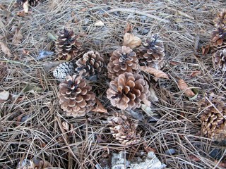 Pine cones, needles and spiderweb. BC, Canada