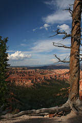 tree, landscape, nature, canyon, sky, trees, pine, arizona