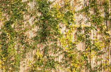 Valla de cañas de madera con hierbas por encima.  © Alejandro
