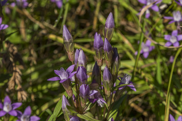 Violet flowers in green grass