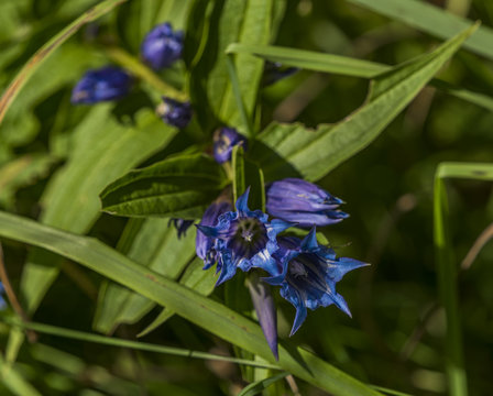 Blue gentian in Slovakia mountains