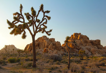 Joshua trees as sunset, Joshua Tree National Park, USA 