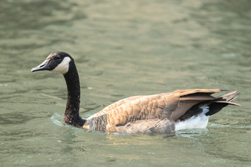 Goose