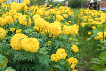 Yellow Marigolds flower(Tagetes erecta)