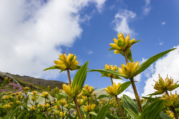 Alpine flower Gentiana Punctata (Spotted Gentian) with cloudy sky as background and copy space. Aosta valley, 2500 meters of altitude.