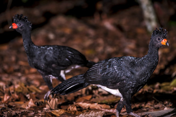Mutum-de-bico-vermelho (Crax blumenbachii) | Red-billed Curassow photographed in Linhares, Espírito Santo - Southeast of Brazil. Atlantic Forest Biome.