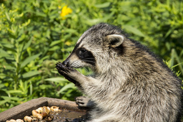 Raccoon Praying