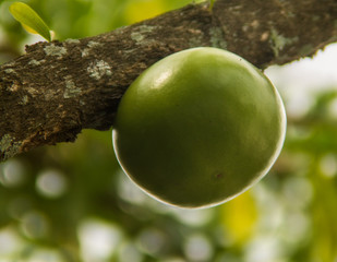 A perfeição da natureza