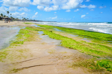 Beaches of Brazil - Porto de Galinhas.