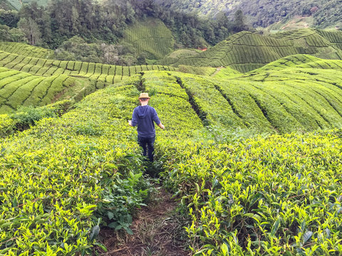 Malaysia, Pahang, Mann rennt durch Teefelder