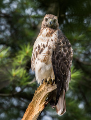 Red Tailed Hawk