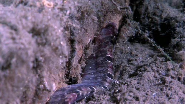 Eel pout mutton fish perciform on seabed underwater in ocean of White Sea. Swimming in amazing world of beautiful wildlife. Inhabitants in search of food. Abyssal relax diving. Macro video.