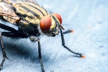 Blow fly, carrion fly, bluebottles, greenbottles