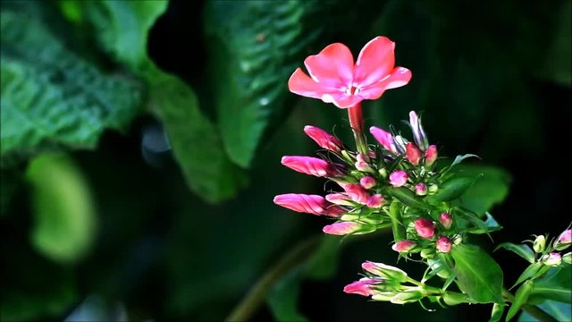 pink phlox flower
