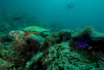 Naklejka na ściany i meble Turtle found in coral reef area at Redang island, Malaysia