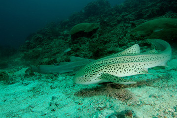 Shark found in coral reef area at Redang island, Malaysia